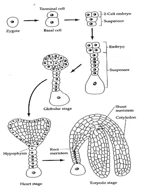 Embryo development